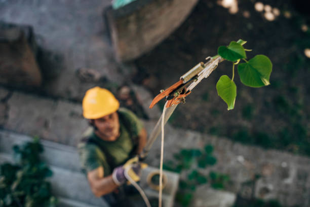 Best Tree Root Removal  in South San Francisco, CA